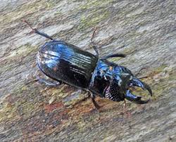 Attēlu rezultāti vaicājumam “Ceruchus chrysomelinus imago”
