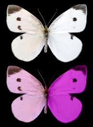 Attēlu rezultāti vaicājumam “Pieris brassicae male”