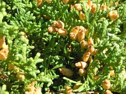 Attēlu rezultāti vaicājumam “Thuja occidentalis flower”