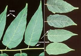 Attēlu rezultāti vaicājumam “Festuca altissima leaf”