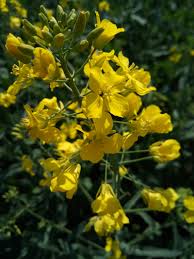 Attēlu rezultāti vaicājumam “Brassica napus”