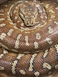 Attēlu rezultāti vaicājumam “Badhamiopsis scripta”