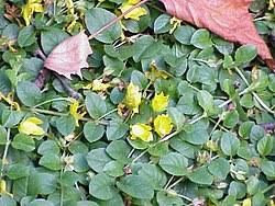 Image result for Lysimachia nummularia