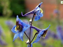 Attēlu rezultāti vaicājumam “Delphinium elatum  flower”