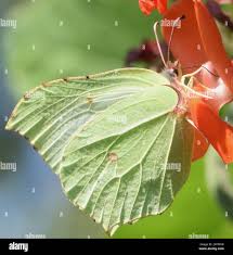 Attēlu rezultāti vaicājumam “Gonepteryx rhamni male”