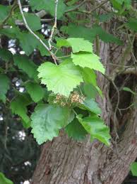 Attēlu rezultāti vaicājumam “Crataegus chrysocarpa”