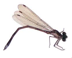 Attēlu rezultāti vaicājumam “Lestidae”