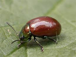 Attēlu rezultāti vaicājumam “Chrysolina staphylaea”