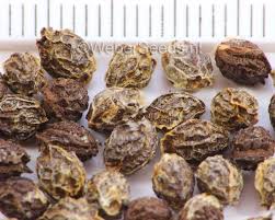 Image result for Carica papaya