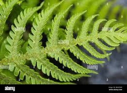 Attēlu rezultāti vaicājumam “Phegopteris connectilis”