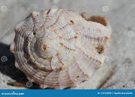 Image result for Sinistrofulgur perversum