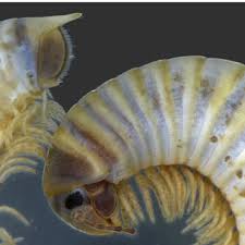 Attēlu rezultāti vaicājumam “Ommatoiulus vilnensis”