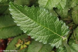 Attēlu rezultāti vaicājumam “Stachys palustris fruit”