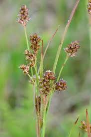 Attēlu rezultāti vaicājumam “Luzula multiflora”