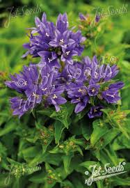 Attēlu rezultāti vaicājumam “Campanula glomerata flower”