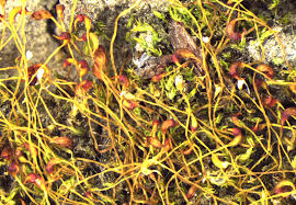 Attēlu rezultāti vaicājumam “Dicranella staphylina”