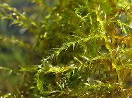 Attēlu rezultāti vaicājumam “Drepanocladus aduncus”