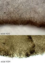 Attēlu rezultāti vaicājumam “Mollisia uda”