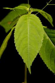 Attēlu rezultāti vaicājumam “Impatiens parviflora leaf”