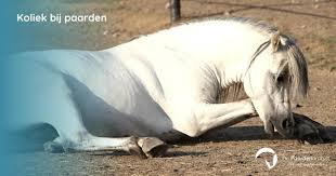 Afbeeldingsresultaat voor paarden