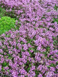 Image result for Origanum vulgare