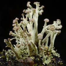 Attēlu rezultāti vaicājumam “Cladonia botrytes”