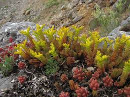 Attēlu rezultāti vaicājumam “Sedum sexangulare”