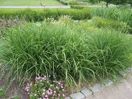 Image result for Miscanthus sinensis Zebrina
