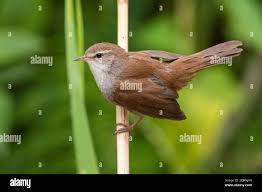 Image result for Cettia cetti