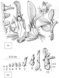 Attēlu rezultāti vaicājumam “Hammarbya paludosa leaf”