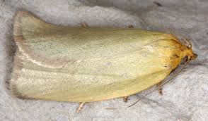 Attēlu rezultāti vaicājumam “Aphelia paleana”