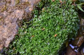 Attēlu rezultāti vaicājumam “Pellia”