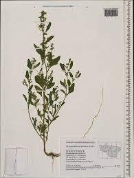 Attēlu rezultāti vaicājumam “Chenopodium acerifolium”