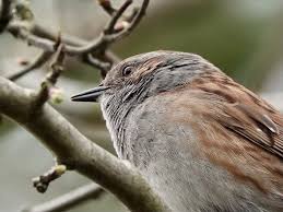 Attēlu rezultāti vaicājumam “Prunella modularis”