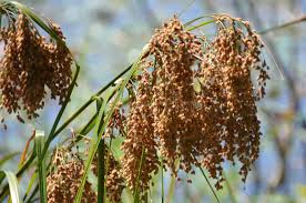 Attēlu rezultāti vaicājumam “Scirpus sylvaticus fruit”