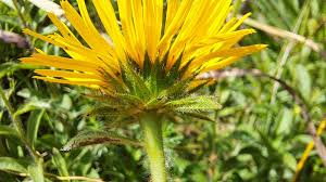 Image result for Inula hirta