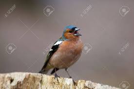 Attēlu rezultāti vaicājumam “Fringilla coelebs male”