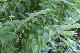 Attēlu rezultāti vaicājumam “Polygonatum multiflorum  fruit”