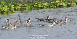 Attēlu rezultāti vaicājumam “Tringa totanus adult”