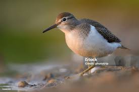 Attēlu rezultāti vaicājumam “Actitis hypoleucos”