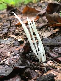 Attēlu rezultāti vaicājumam “Clavaria straminea”