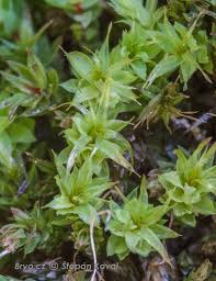 Attēlu rezultāti vaicājumam “Pohlia cruda”