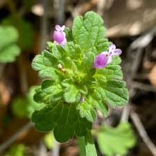 Attēlu rezultāti vaicājumam “Lamium amplexicaule flower”