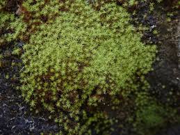 Attēlu rezultāti vaicājumam “Odontoschisma denudatum cells”