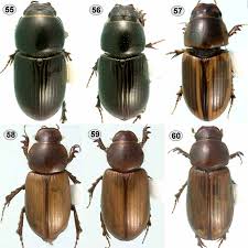 Attēlu rezultāti vaicājumam “Aphodius sp.”