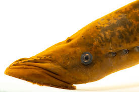 Image result for Petromyzon marinus