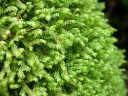 Attēlu rezultāti vaicājumam “Plagiochila”