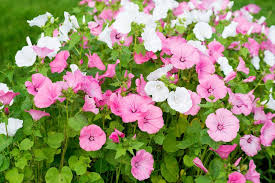 Image result for Lavatera trimestris