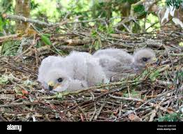 Attēlu rezultāti vaicājumam “Buteo buteo nest”