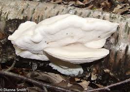 Attēlu rezultāti vaicājumam “Tyromyces chioneus”